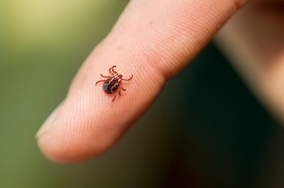 Protecting yourself from Ticks