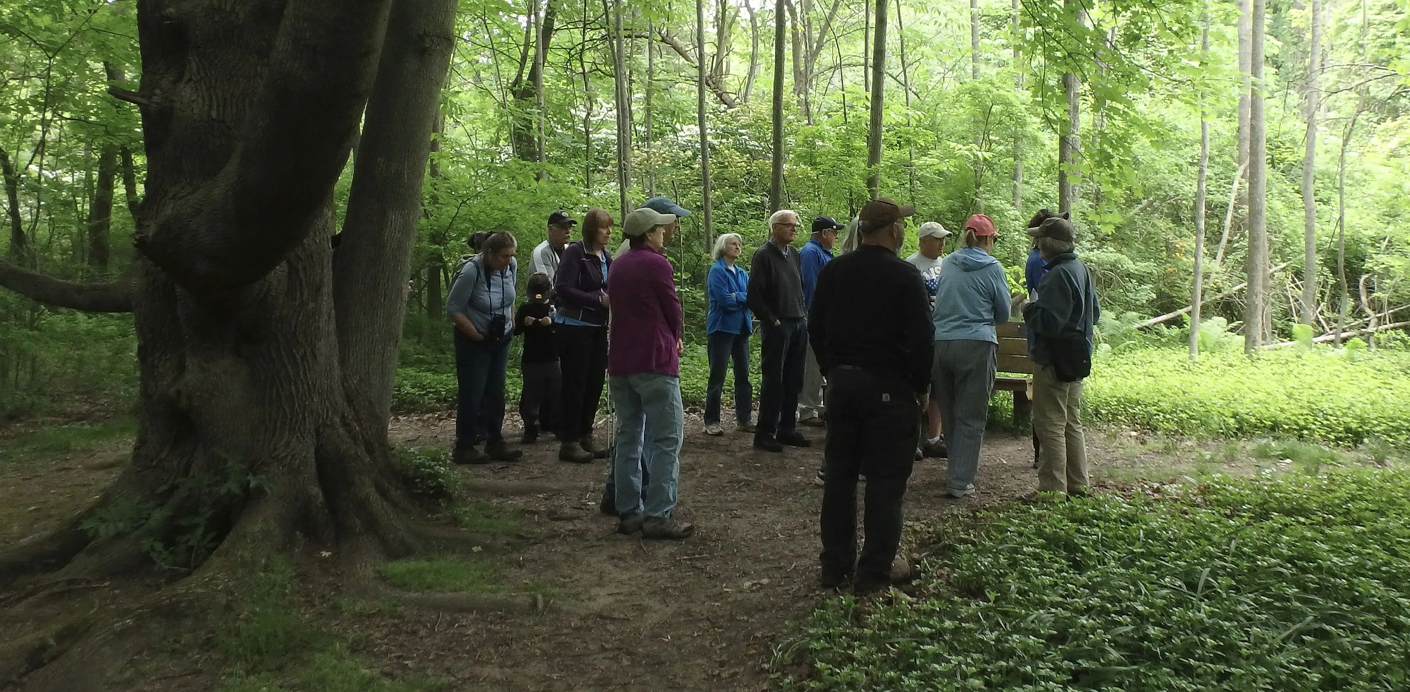 A group of people standing under a large oak tree in the forest.