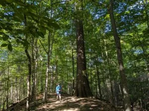 Gosnell Big Woods Preserve