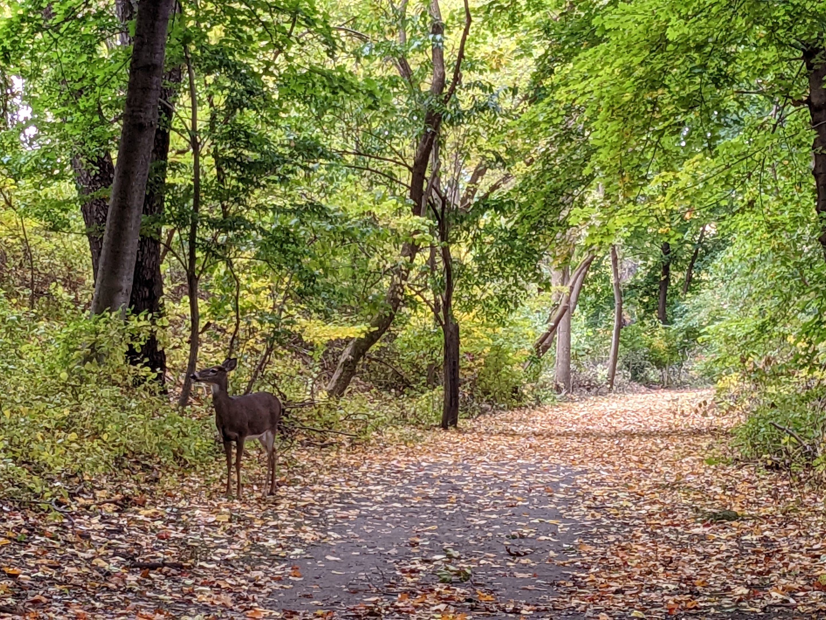 A white-tailed deer along the Hojack Trail, which has some fall leaves on it