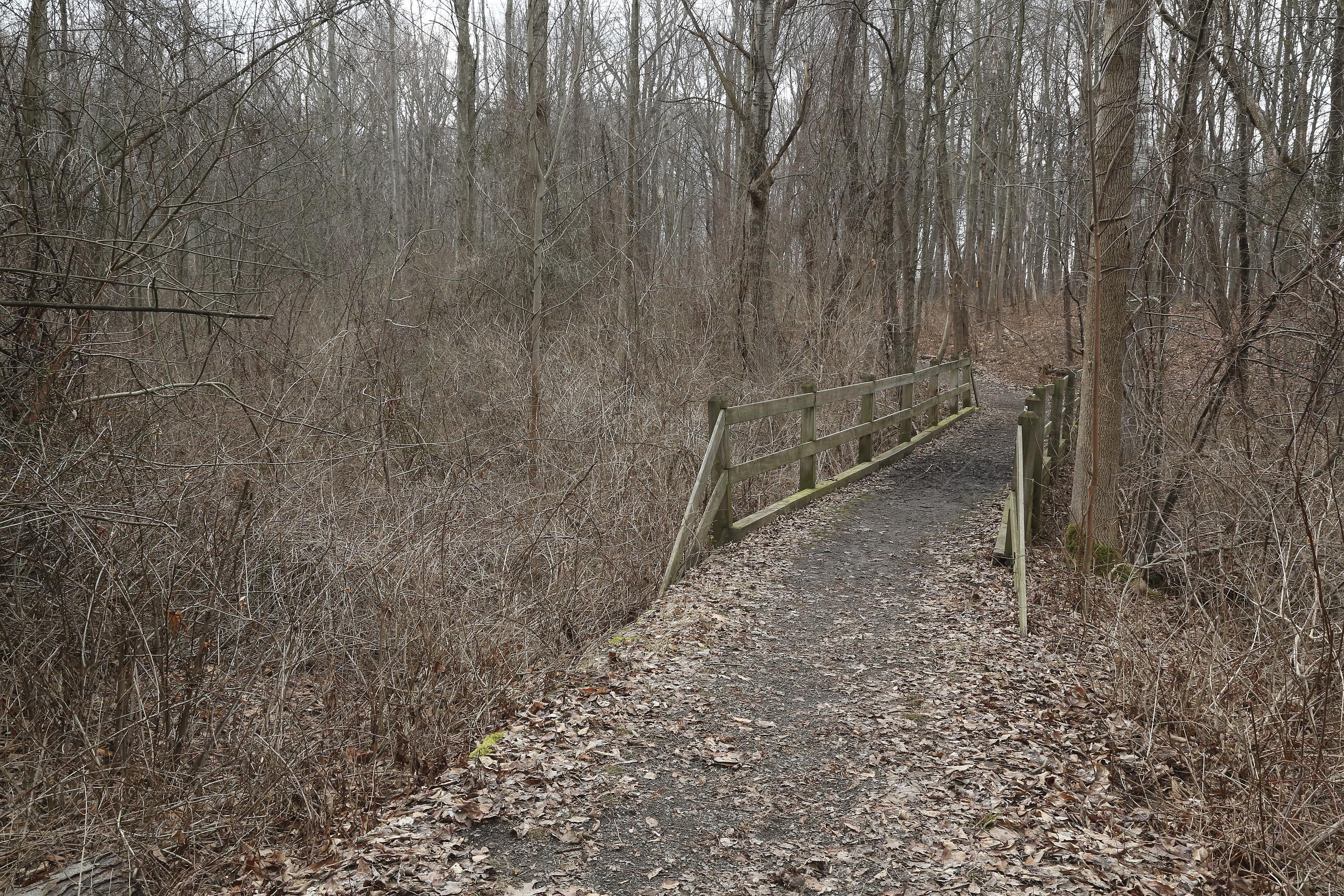A trial meanders through thick undergrowth and across a bridge. It is an overcast winter day.