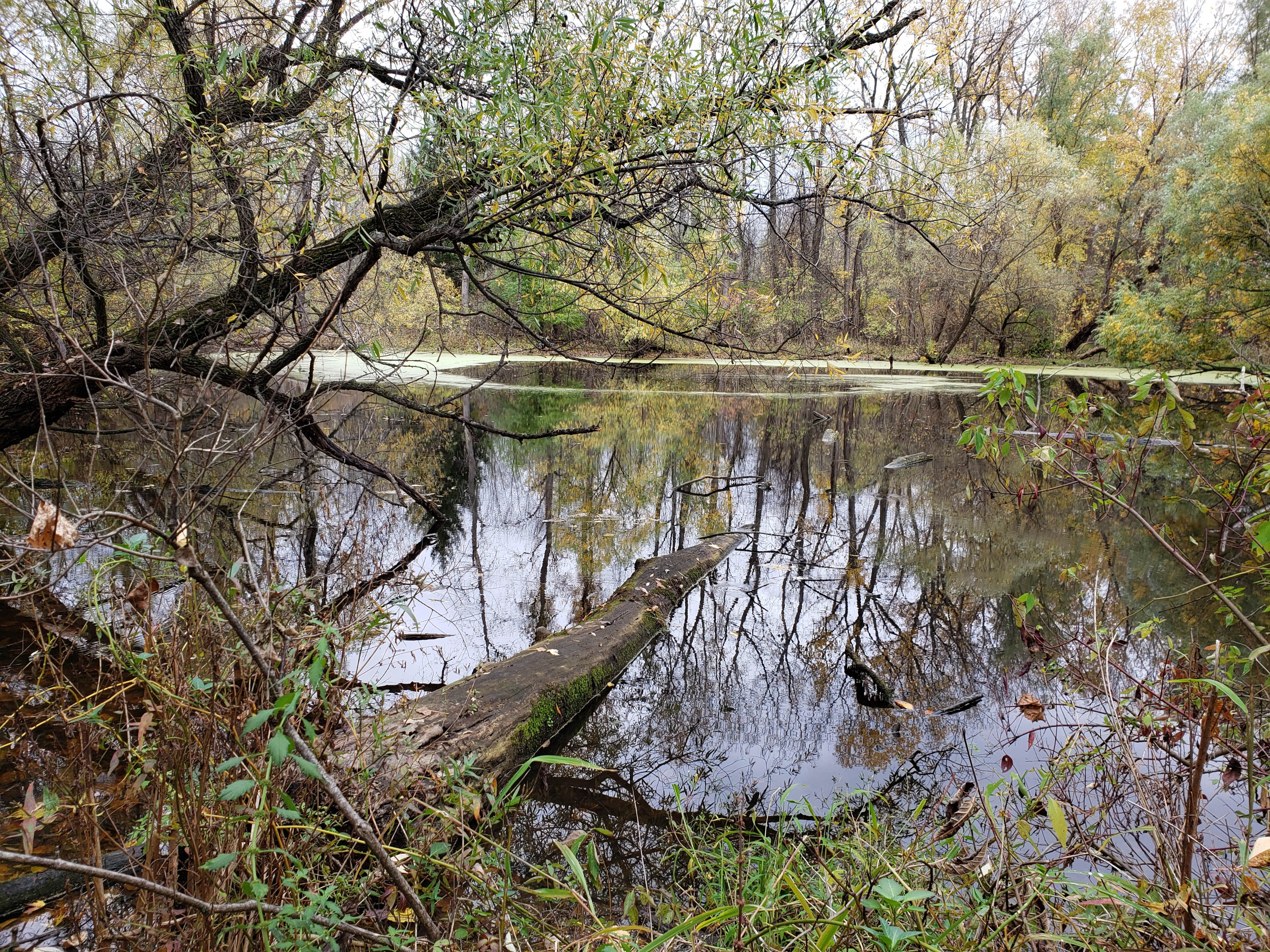 A view of a small shallow pond surrounded by woods.