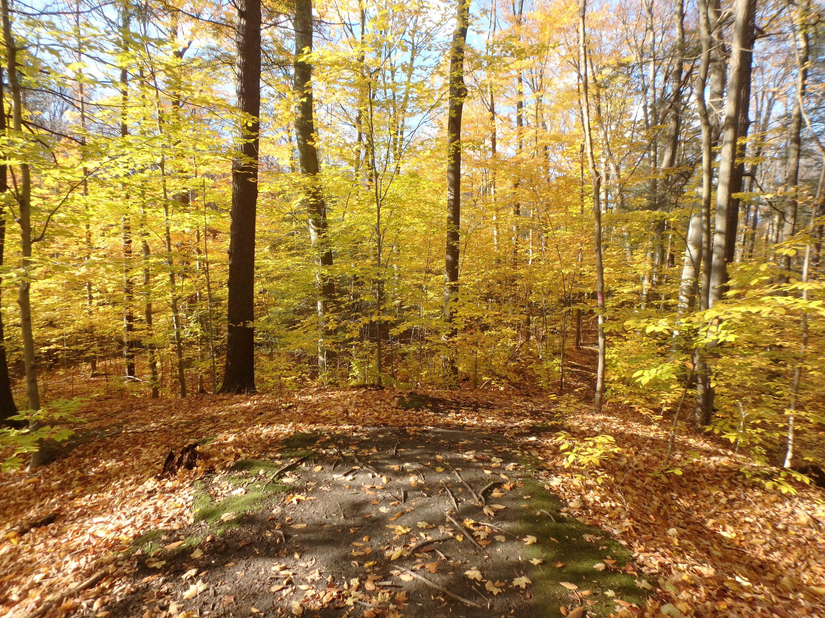 A footpath traverses an autumn forest of yellow leaves. The forest is lit by late afternoon sun.
