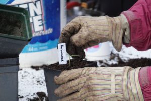 Hands putting an identification tag into pot with a newly potted Arrowwood seedling