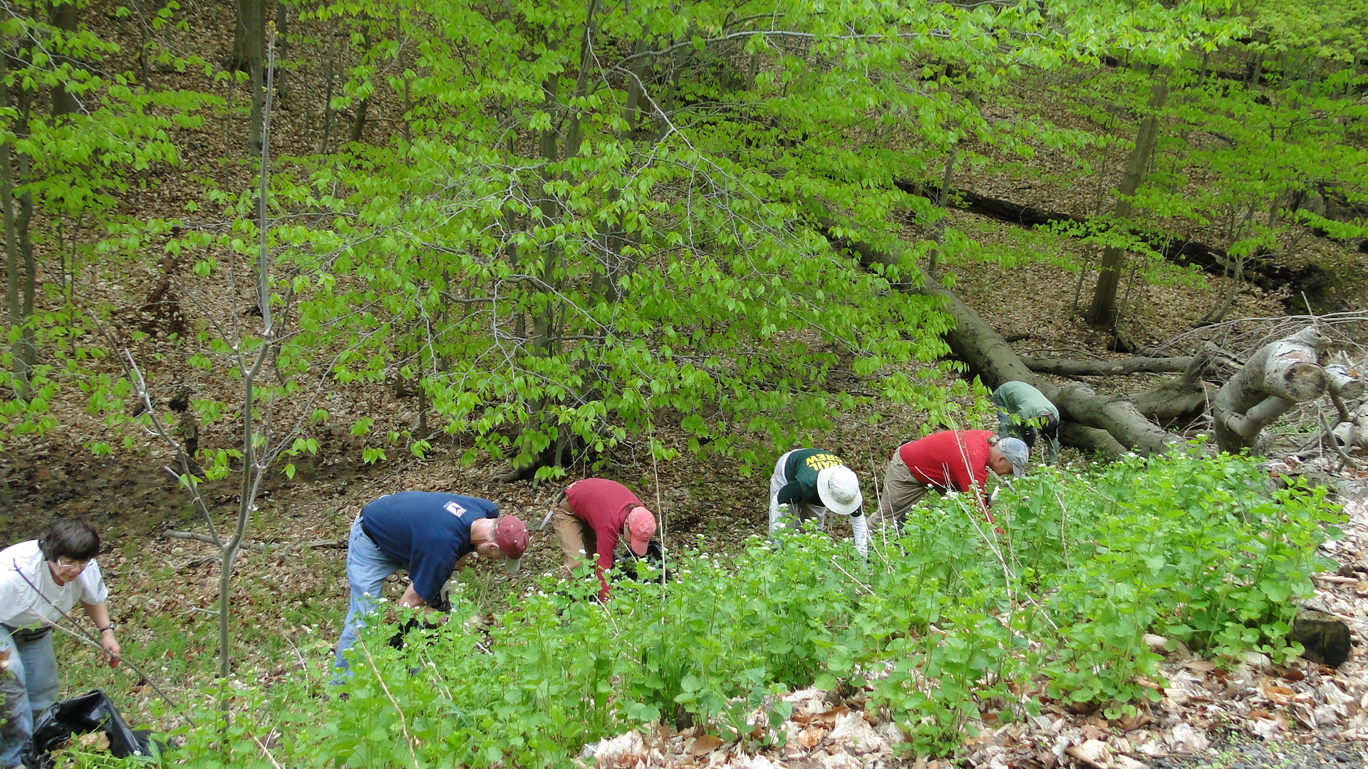 Garlic Mustard Invasion:  Frontline News  