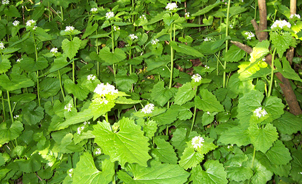 A group of garlic mustard plants, with broad leaves and tall stalks topped with tiny white flowers 