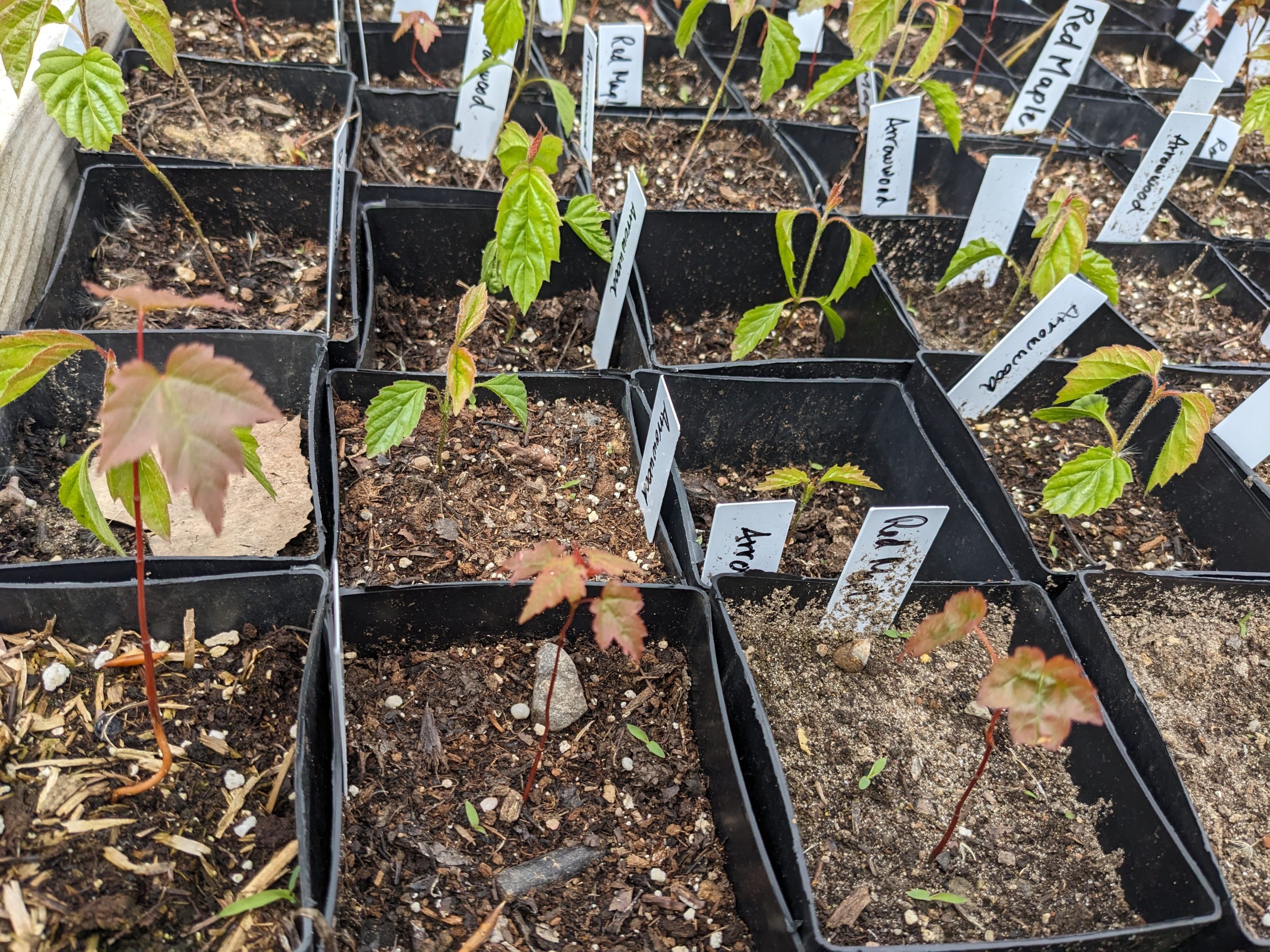 A variety of small tree seedlings that are no more than 5 inches tall in square pots, with tags to identify species.