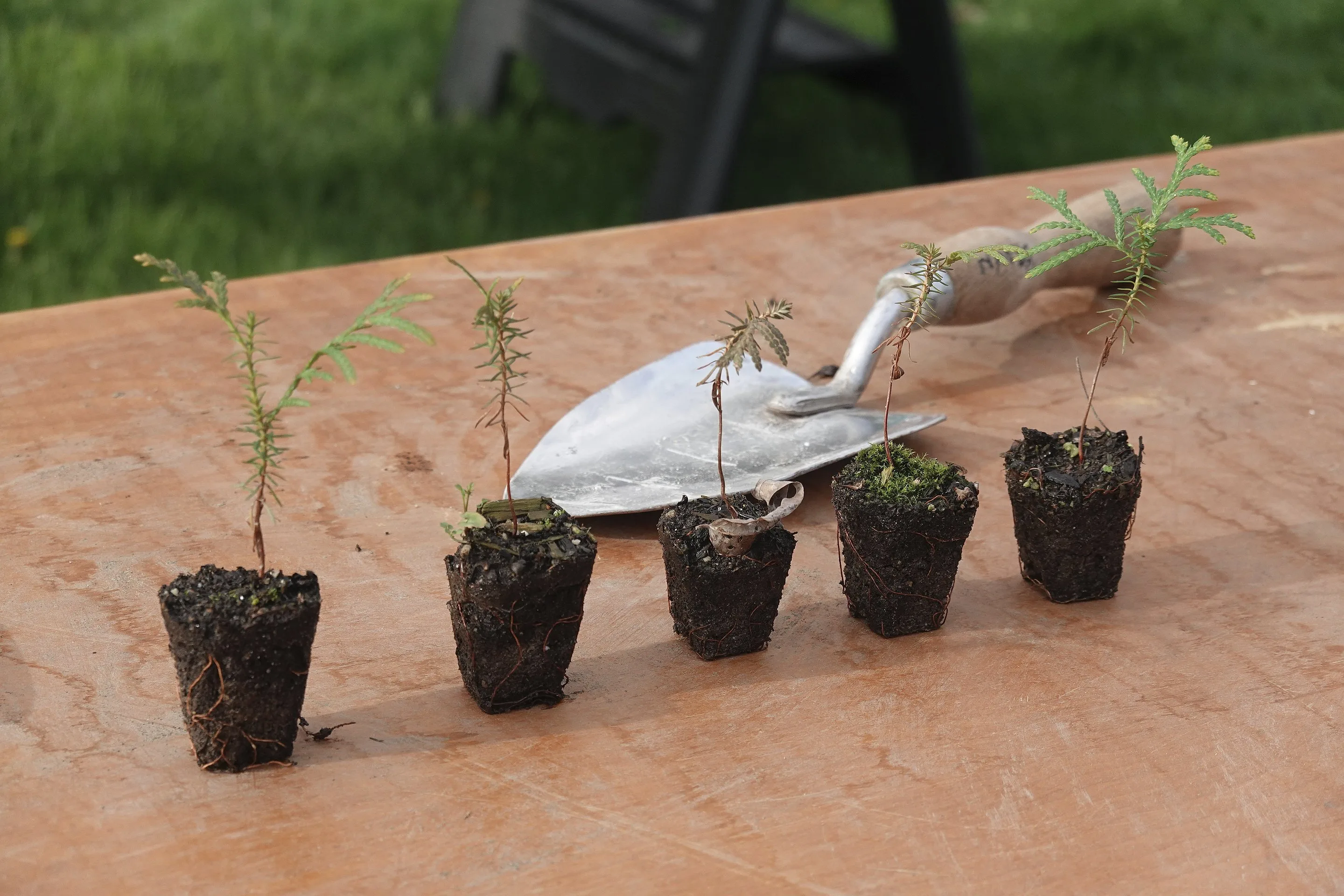Five small seedlings, with a trowel in the background, are lined up on a table waiting to be planted.