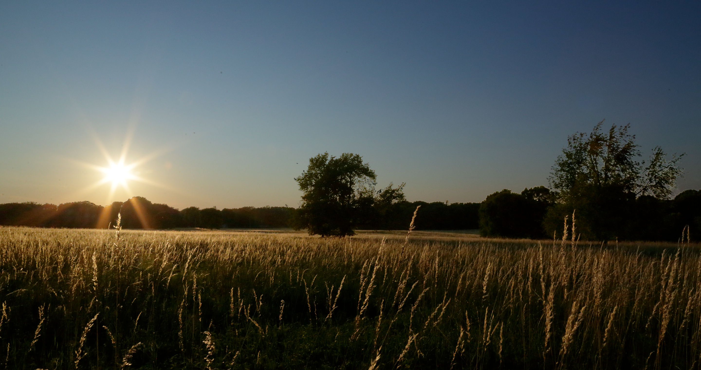 Looking west across a large field of tall grass. There is a solitary tree in the middle of the field and a line of trees in the far distance. The setting sun is very low in the sky, almost at the horizon.