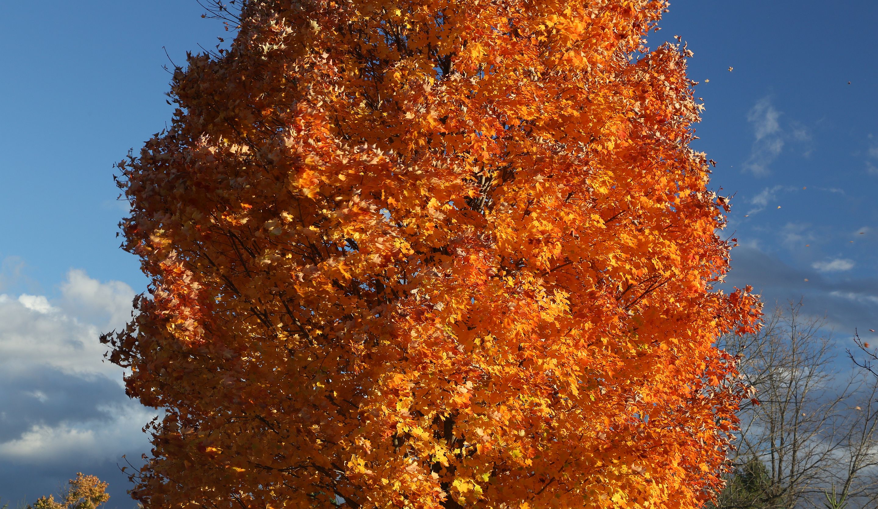 A maple tree in bright autumnal orange. The sky behind it is dark blue with dramatic clouds. The wind is gusting and leaves are flying away from the tree.