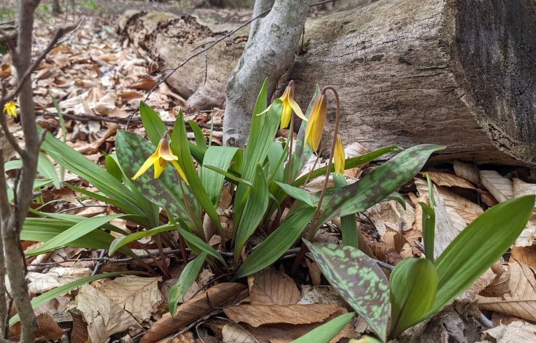 Spring 2026 Newsletter