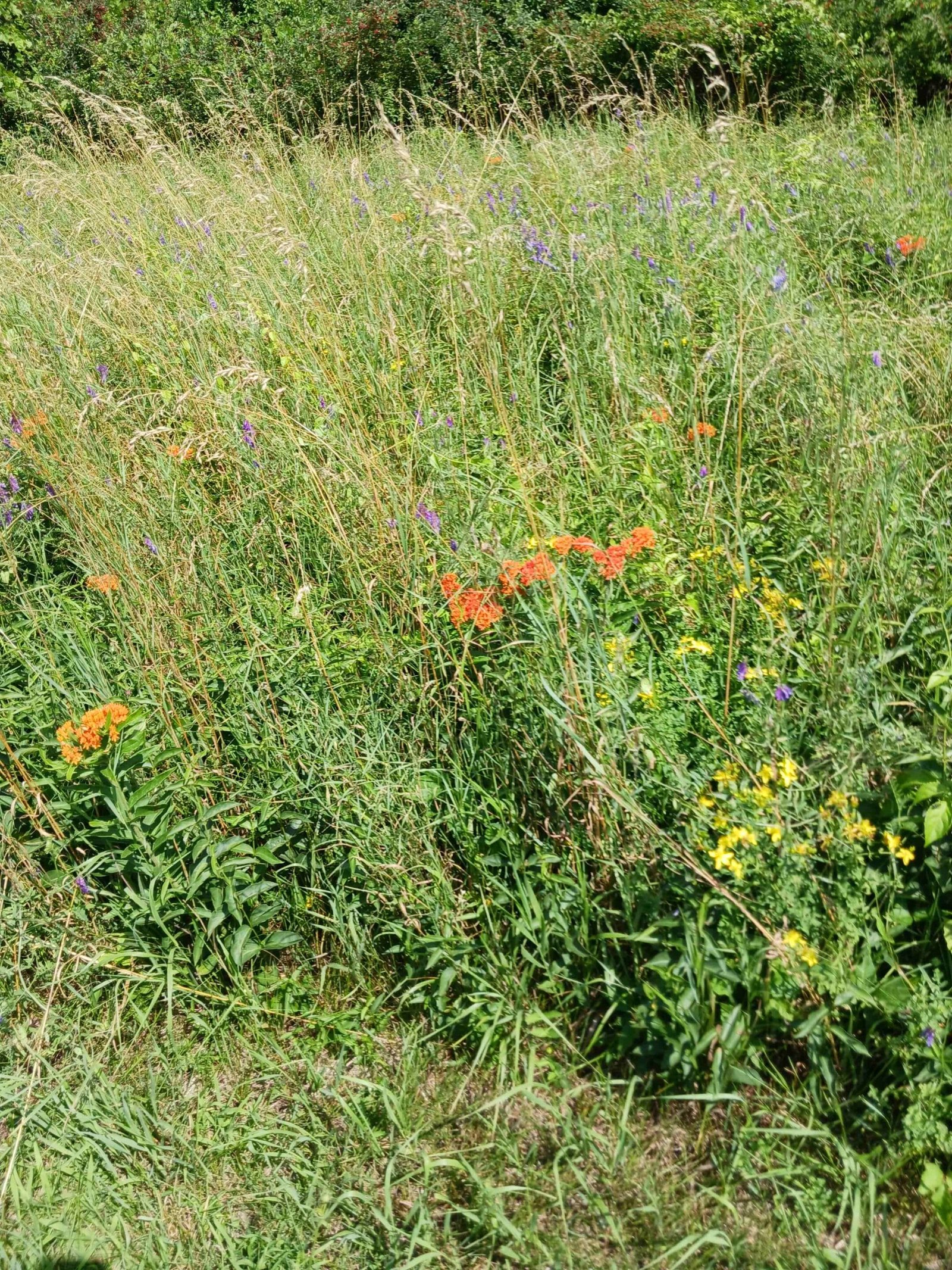 Wonders in the Small Meadow