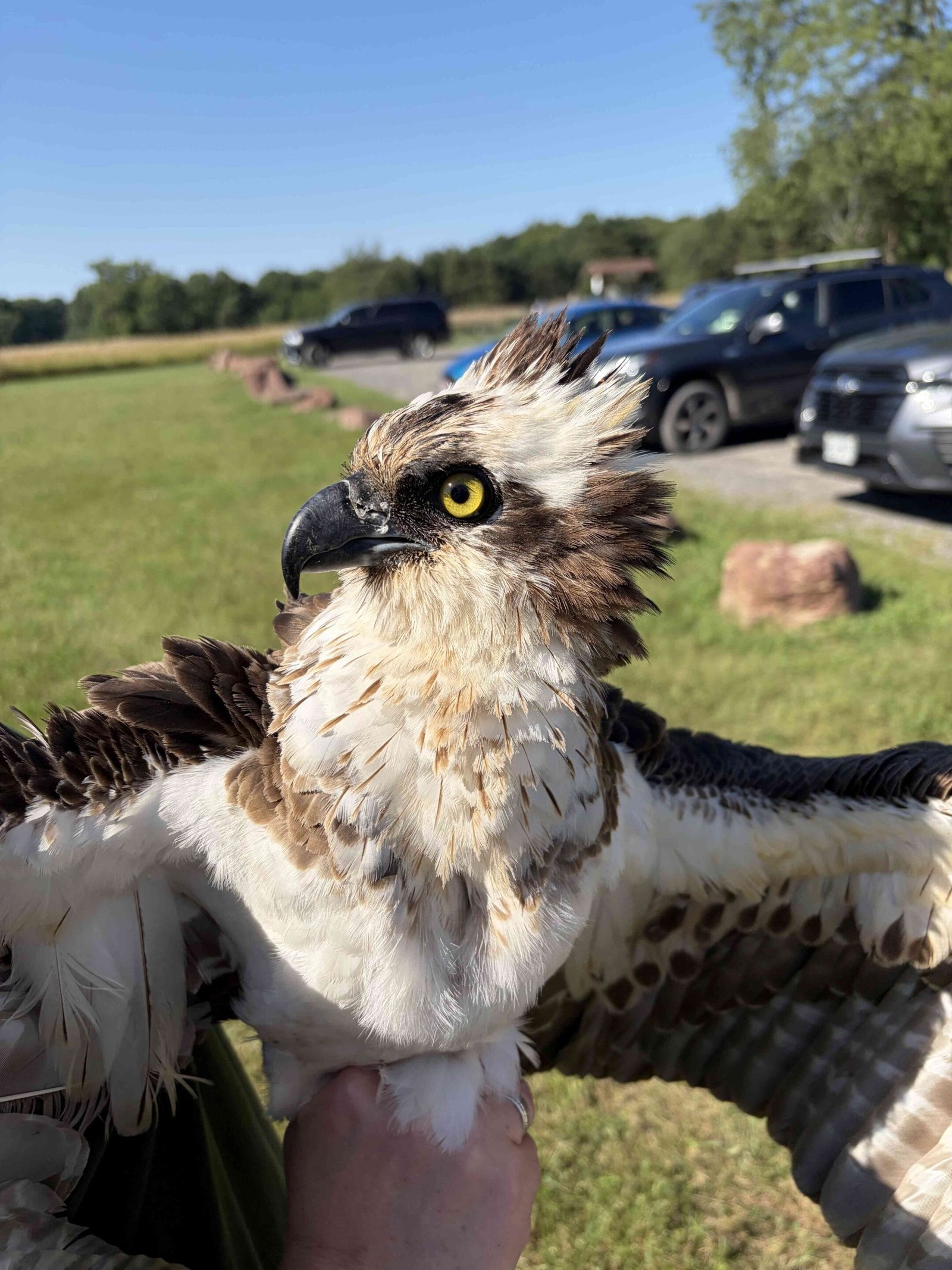 Bird Rescue