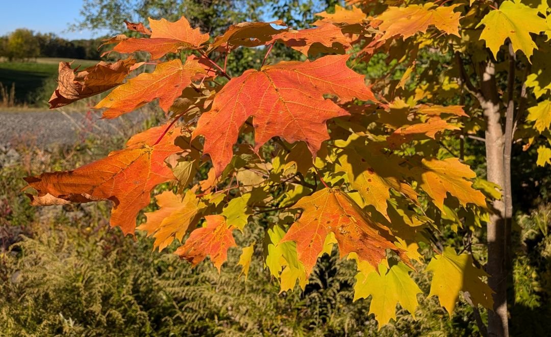 Fall 2026 Newsletter